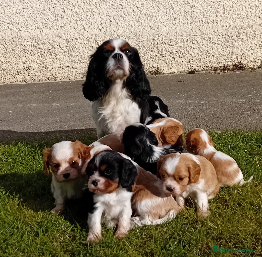 Cavalier King Charles Spaniel dogs for sale: Beautiful king charles puppies - Image 5