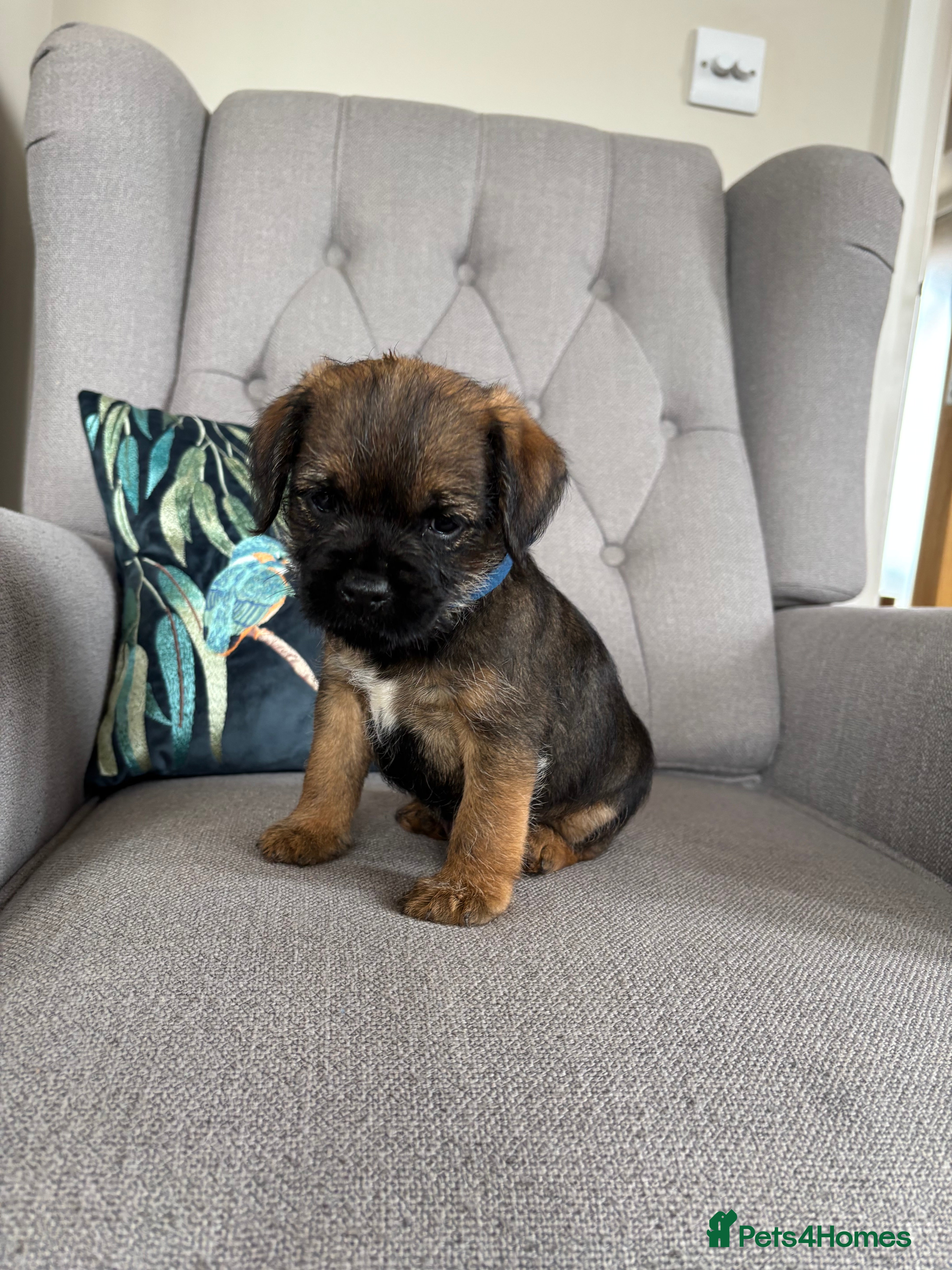 Border Terrier dogs Pedigree K C Reg Border Terrier Puppies  in Derby - Advert 1