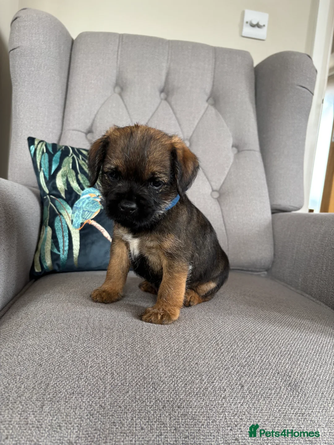 Border Terrier dogs for sale: Pedigree K C Reg Border Terrier Puppies  - Advert 1