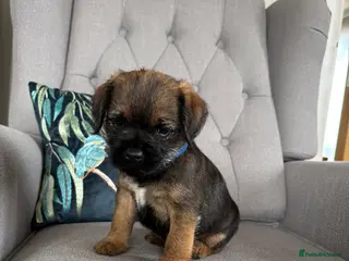 Border Terrier dogs Pedigree K C Reg Border Terrier Puppies in Derby - Advert 18