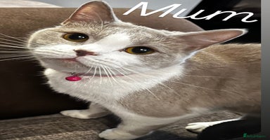 British Shorthair cats - Advert 16