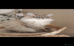 Ragdoll cats for sale: Beautiful Ragdoll/mainecoon cat - Image 6