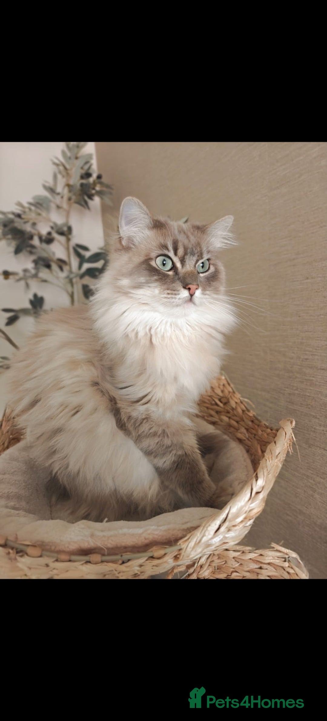 Ragdoll cats for sale: Beautiful Ragdoll/mainecoon cat - Image 6