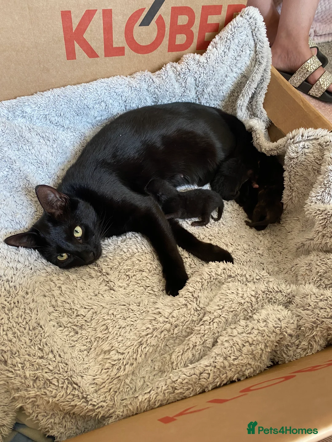 Domestic Shorthair cats for sale: Three kittens for sale  in Heywood - Advert 19