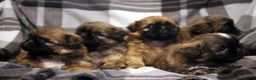 Shih Tzu dogs for stud: Jasper fully KC Registered  in York - Advert 6