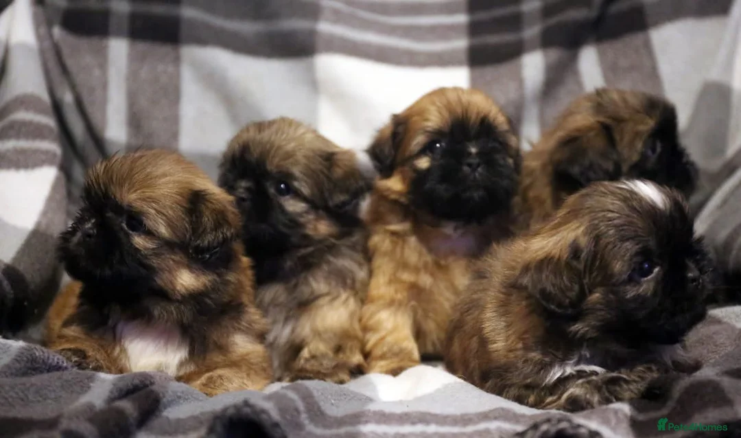 Shih Tzu dogs for stud: Jasper fully KC Registered  in York - Advert 6