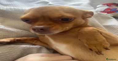 Chihuahua dogs in Chelmsford - Advert 8