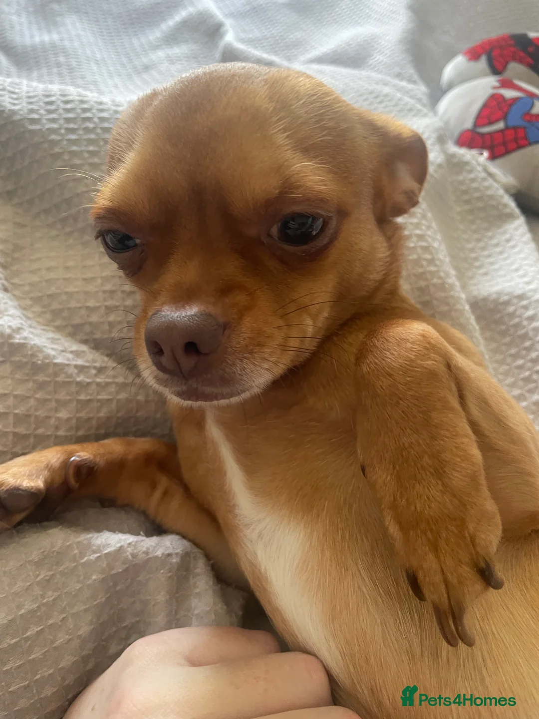 Chihuahua dogs for stud: Red chihuahua for stud in Chelmsford - Advert 2