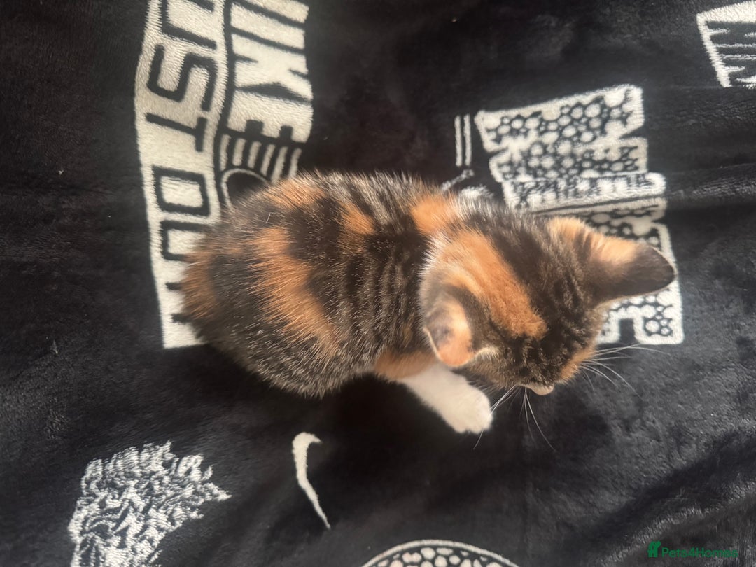 Mixed Breed cats for sale: Tabby/calico  - Image 2