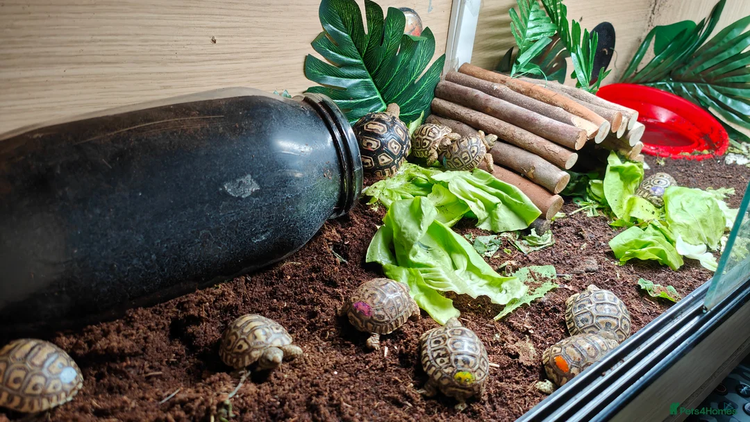 Tortoise reptiles for sale: Leopard Spotted Tortoises - Advert 2