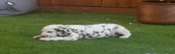 Dalmatian dogs for sale: JUST 3 BOYS LEFT READY THIS WEEK  - Advert 8