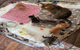 Domestic Shorthair cats for sale: 3 tabby 2 ginger - Image 11