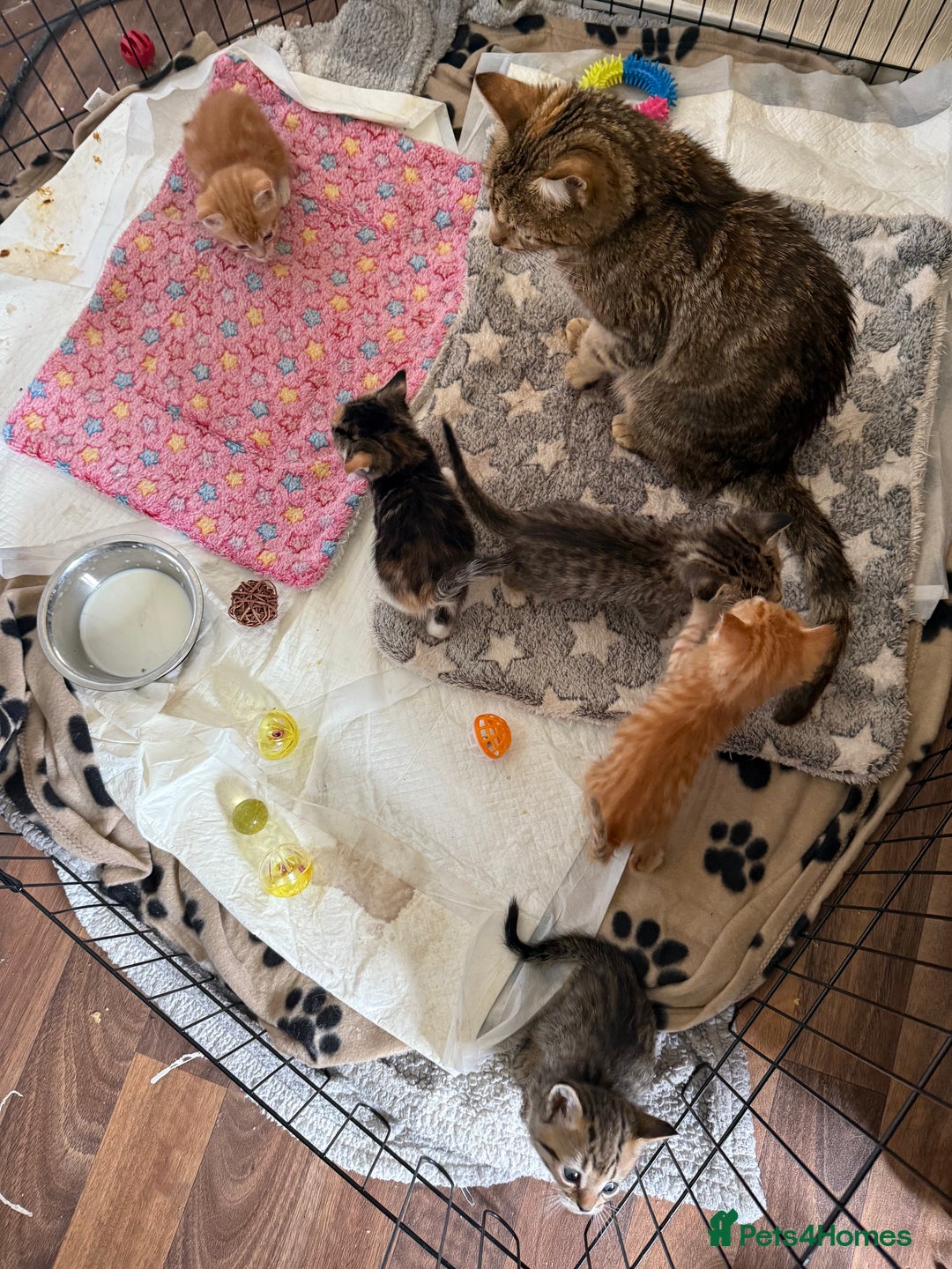 Domestic Shorthair cats for sale: 3 tabby 2 ginger - Image 11