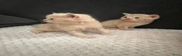 Mixed Breed cats for sale: Exotic kittens  in Portsmouth - Advert 8