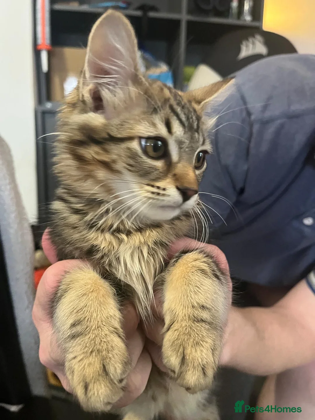 Mixed Breed cats for sale: Maine Coon Mix Male - Advert 1