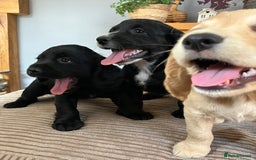 Cocker Spaniel dogs for sale: Working cocker spaniel pups  - Image 21