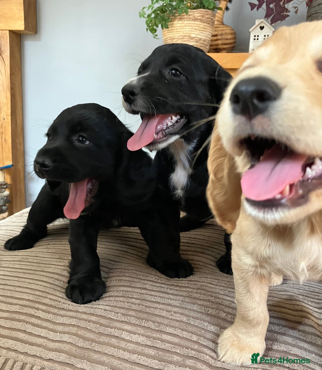 Cocker Spaniel dogs for sale: Working cocker spaniel pups  - Image 21
