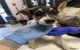 Mixed Breed dogs for adoption: 🍶Milkshake🍶 needs a home!  - Image 3