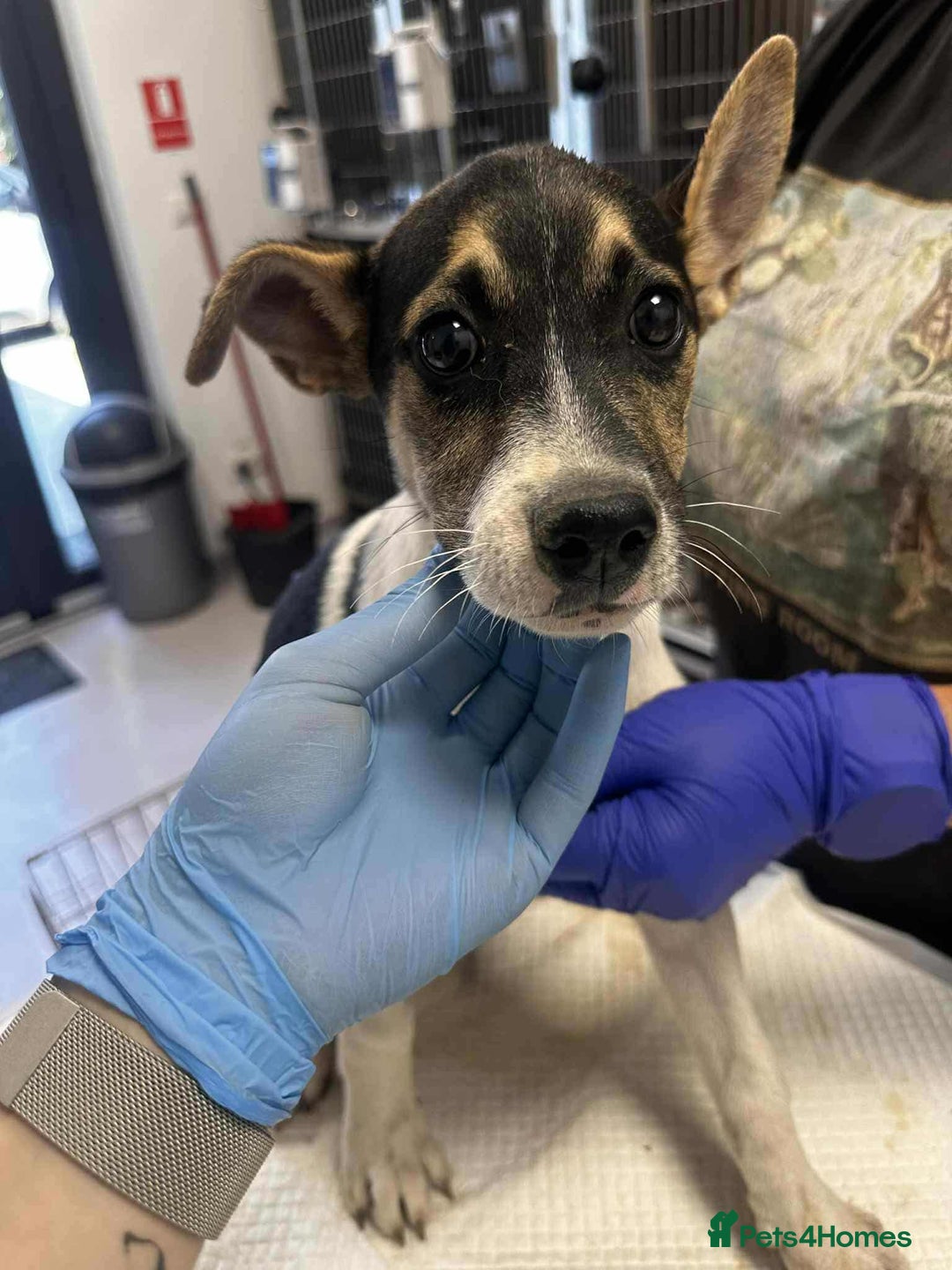 Mixed Breed dogs for adoption: 🍶Milkshake🍶 needs a home!  - Image 3