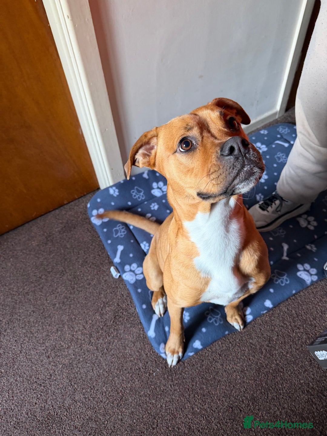 Mixed Breed dogs for sale: Mixed breed / Shih Tzu pup - Advert 3