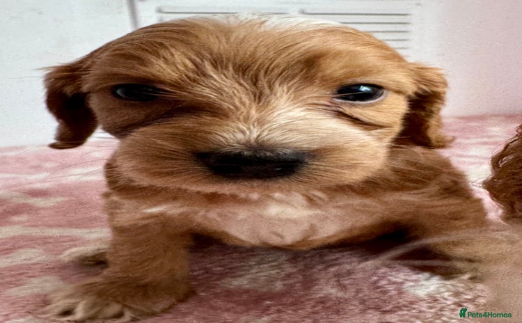 Cockapoo dogs - Advert 8