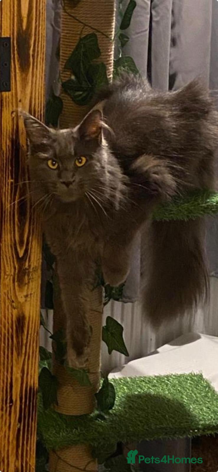 Maine Coon cats Maine coon beautiful babies  - Advert 1