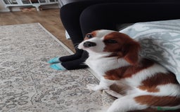 Cavalier King Charles Spaniel dogs for sale: 2beautiful king charles boys  - Image 16