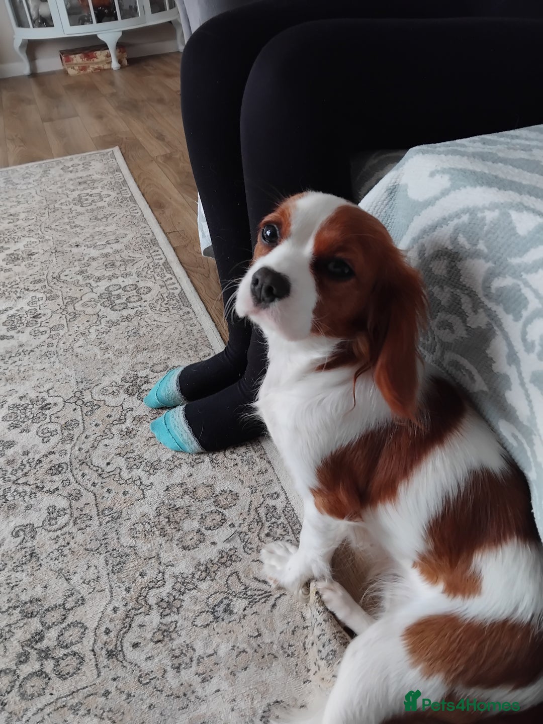 Cavalier King Charles Spaniel dogs for sale: 2beautiful king charles boys  - Image 16