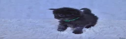 Maine Coon cats for sale: TICA Maine coon kittens - Advert 35