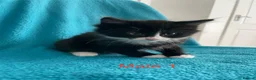 Mixed Breed cats for sale: Kittens for Sale – 4 Mixed Breed Kittens - Advert 10