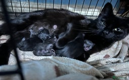 Mixed Breed cats for sale: 5 black male kittens ready now  - Image 6