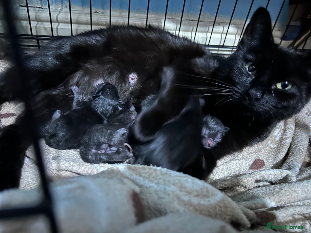 Mixed Breed cats for sale: 5 black male kittens ready now  - Image 6