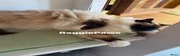 Ragdoll cats for adoption: Meet Lola Lovely Seal Mitted Ragdoll in Northwich - Advert 2