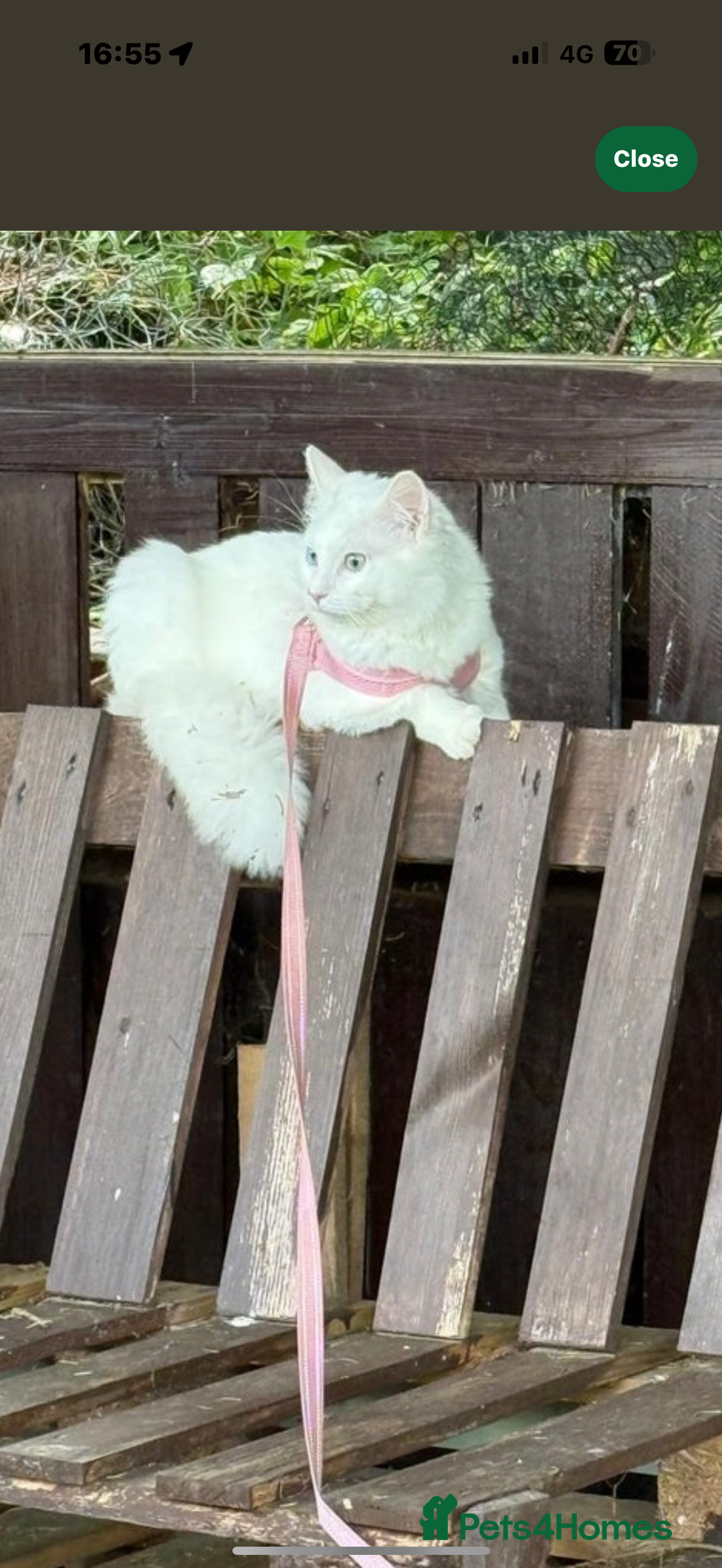 Turkish Angora cats for sale: Grey Turkish Angora Mixed Kitten - Image 7