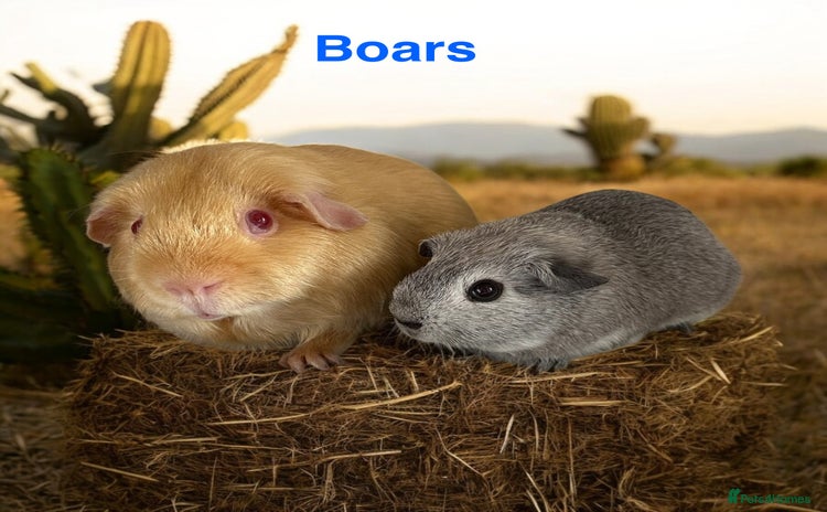 Guinea Pig rodents in Atherstone - Advert 2