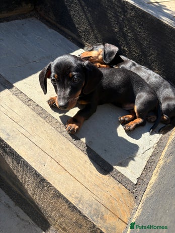 In India Olx Dachshund Hot Dachshund For Sale Olx Sale