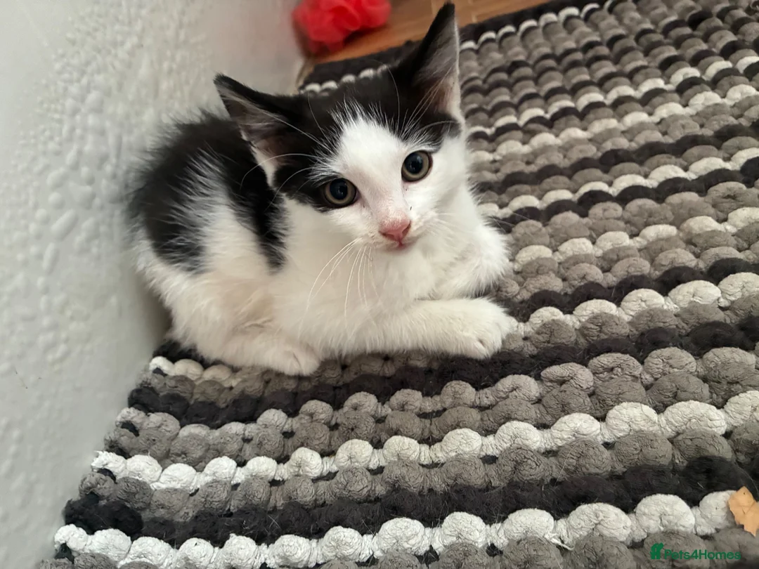 Mixed Breed cats for sale: Cat and kitten - Advert 7