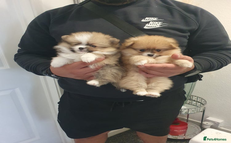 Pomeranian dogs - Advert 1