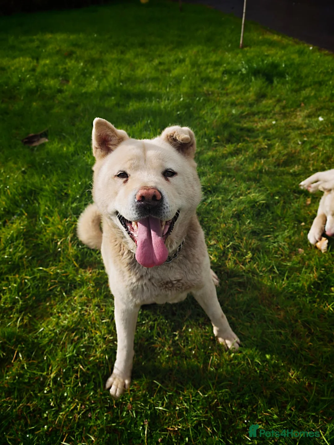 Japanese Akita Inu dogs for sale: Japanese Akita Inu  in Dungannon - Advert 1