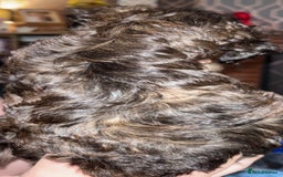 Yorkiepoo dogs for sale: Beautiful yorkipoo puppies - Image 29