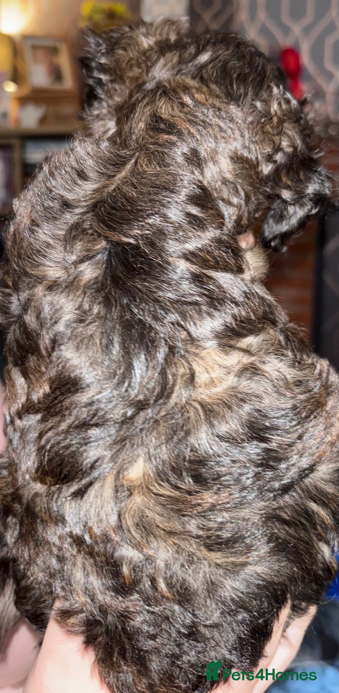Yorkiepoo dogs for sale: Beautiful yorkipoo puppies - Image 29