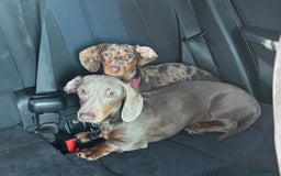 Miniature Dachshund dogs for sale: Lola and stitch the miniature dachshunds  - Image 2