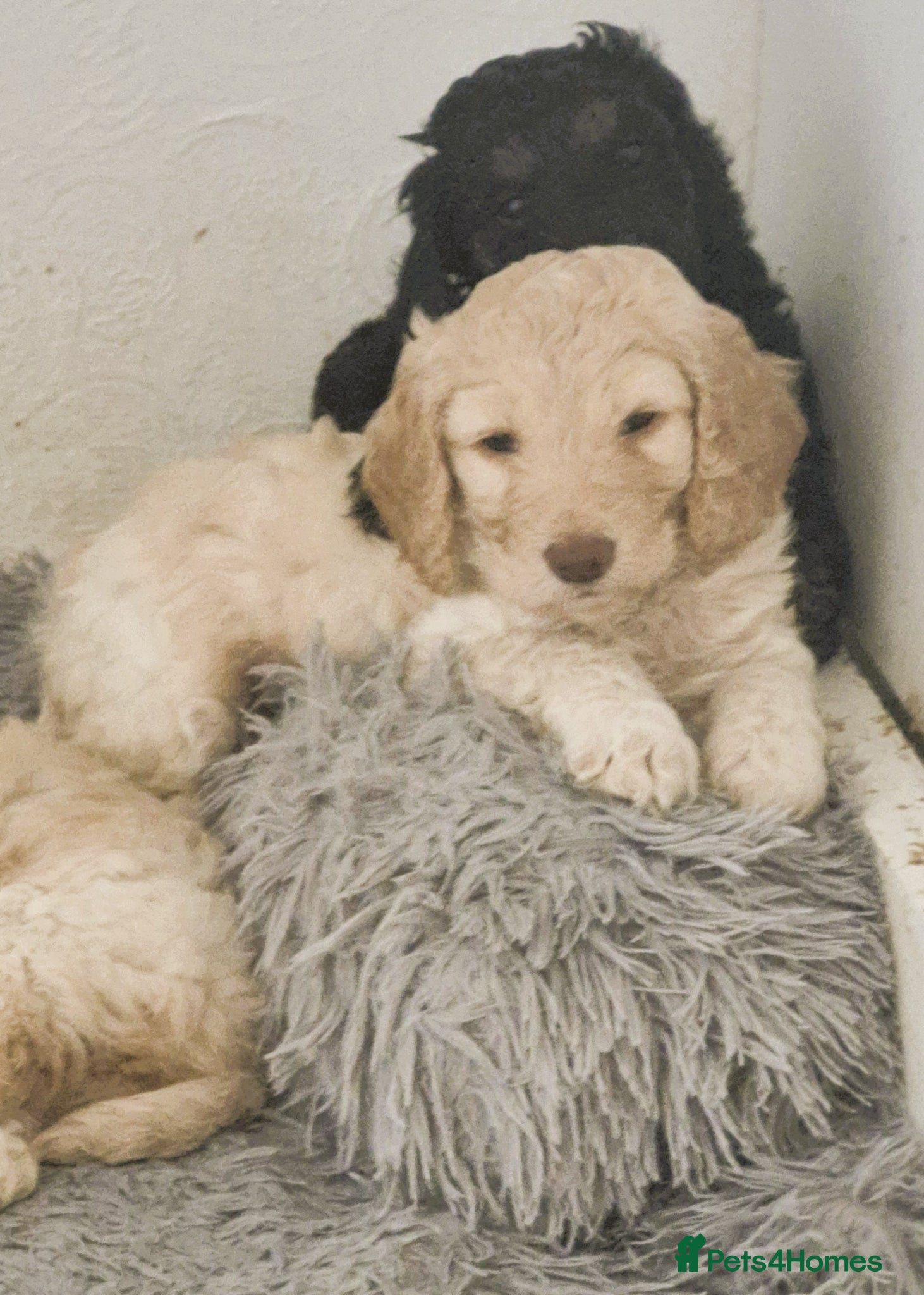 Cockapoo dogs Five F1 gorgeous Cockapoos mother & father present - Advert 11