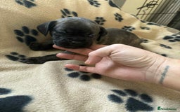Mixed Breed dogs for sale: Beautiful Frenchie cross dachshund puppies   - Image 2