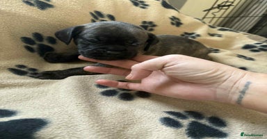 Mixed Breed dogs - Advert 2