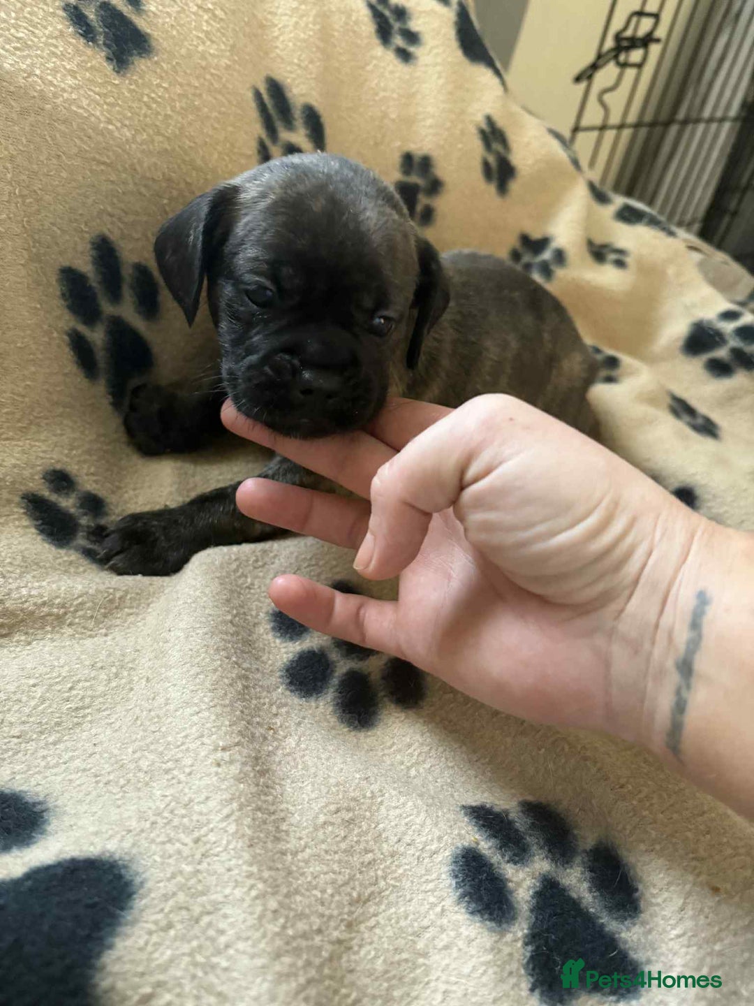 Mixed Breed dogs for sale: Beautiful Frenchie cross dachshund puppies   - Image 2