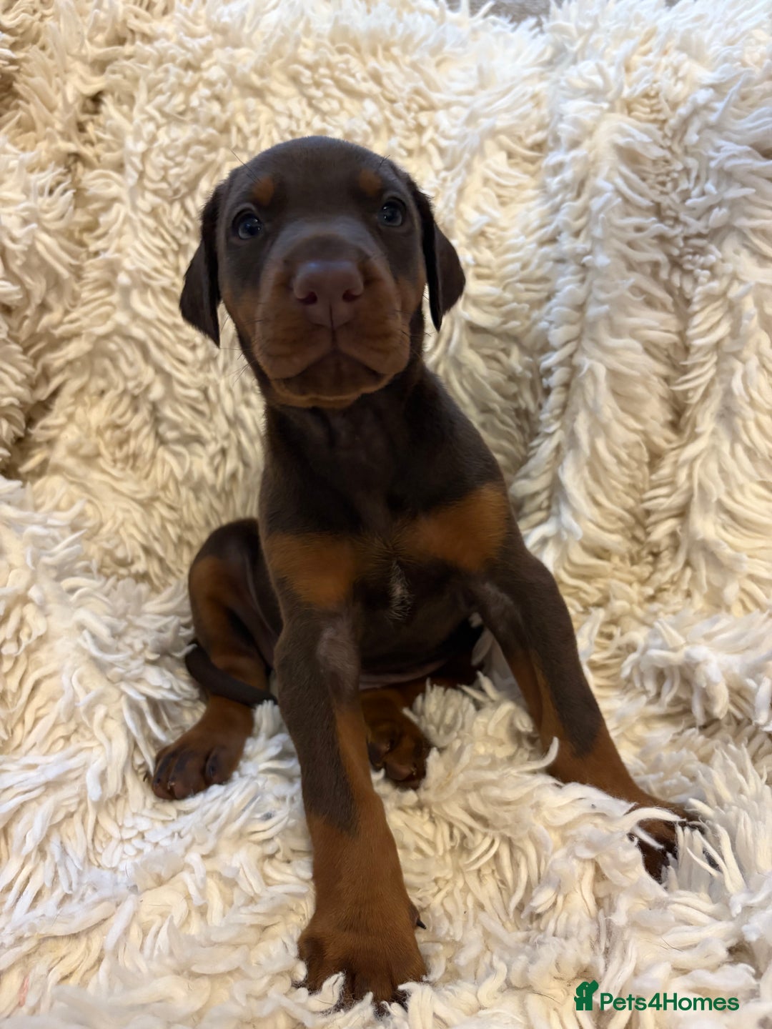 Dobermann dogs for sale: 12 stunning Doberman puppies - Image 19