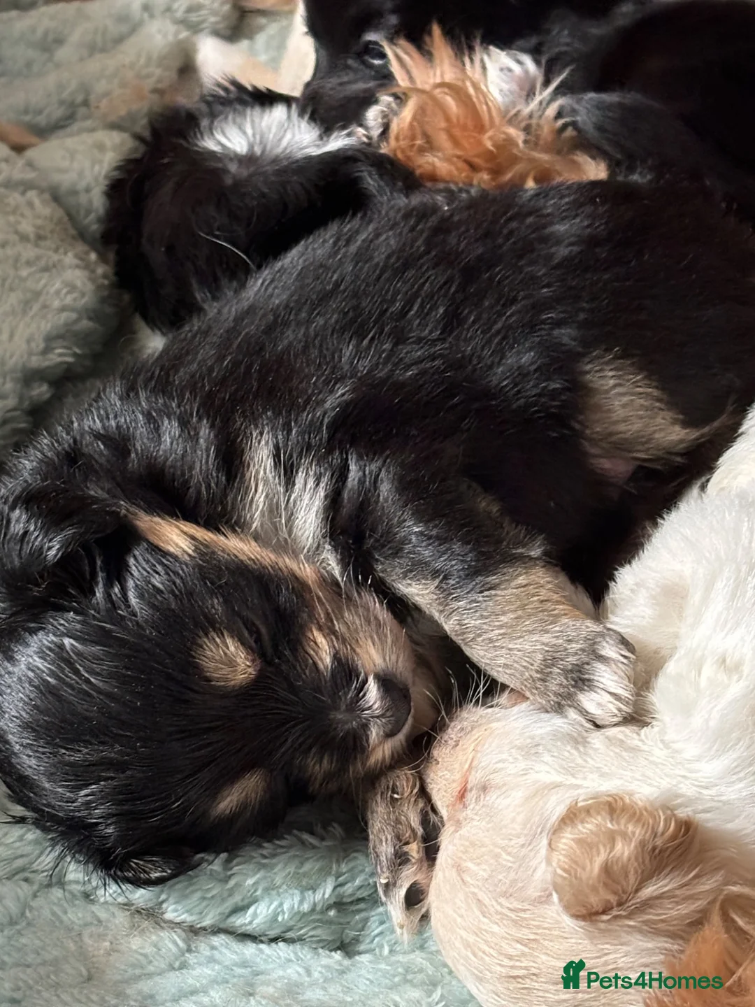 Pomapoo dogs for sale: F2 Pomapoo pups for sale  in Ashbourne - Advert 2