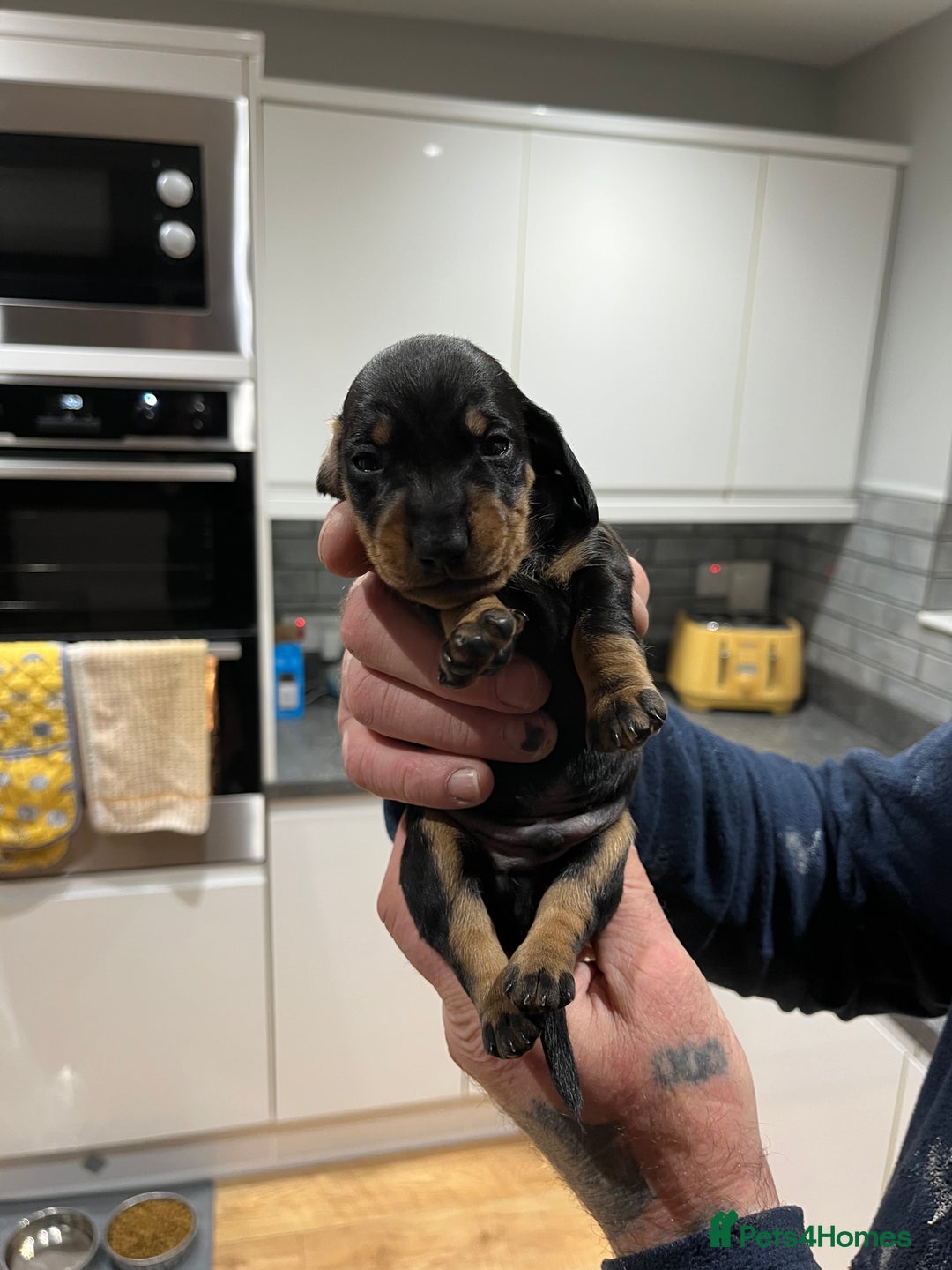 Dachshund dogs for sale: Dachshund puppies - Advert 12