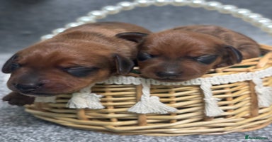 Miniature Dachshund dogs - Advert 12